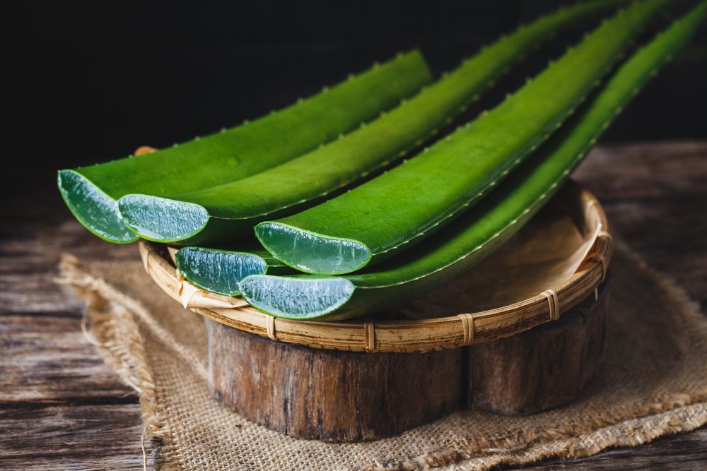 Aloe vera : bienfaits (nombreux), utilisations et conseils sur cette merveilleuse plante !